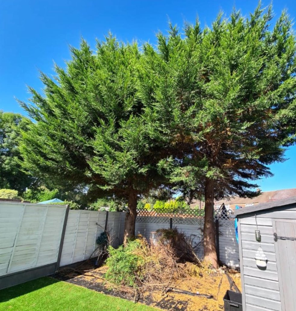 Leylandii kept in check